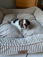 Elaine, a female Shih Tzu for sale in Bristol, IN – 2 of 4