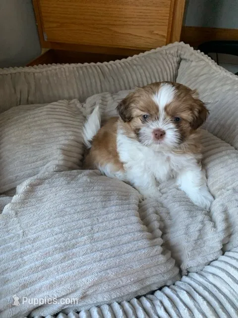 Newman – Shih Tzu puppy for sale in Bristol, IN