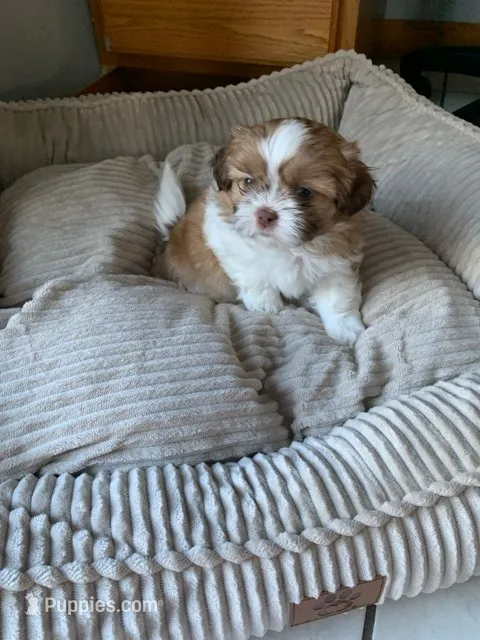 George – Shih Tzu puppy for sale in Bristol, IN