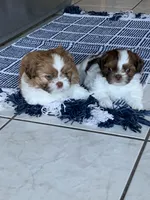 Newman, a male Shih Tzu for sale in Bristol, IN – 3 of 3
