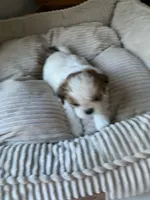 Jerry, a male Shih Tzu for sale in Bristol, IN – 3 of 4