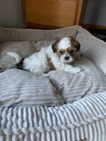 Kramer, a male Shih Tzu for sale in Bristol, IN – 2 of 3