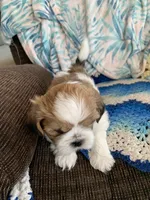 Ollie, a male Shih Tzu for sale in Bristol, IN – Photo 6 of 7
