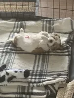 Ollie, a male Shih Tzu for sale in Bristol, IN – Photo 2 of 7