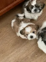 Ollie, a male Shih Tzu for sale in Bristol, IN – Photo 4 of 7