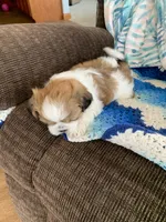 Ollie, a male Shih Tzu for sale in Bristol, IN – Photo 7 of 7
