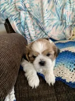 Ollie, a male Shih Tzu for sale in Bristol, IN – Photo 5 of 7
