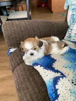 Ollie, a male Shih Tzu for sale in Bristol, IN – Photo 3 of 7