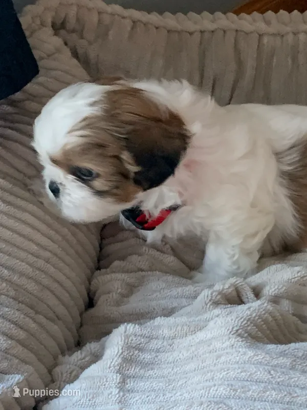 Jerry – Shih Tzu puppy for sale in Bristol, IN