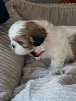 Jerry, a male Shih Tzu for sale in Bristol, IN – 1 of 4