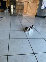 Elaine, a female Shih Tzu for sale in Bristol, IN – 4 of 4