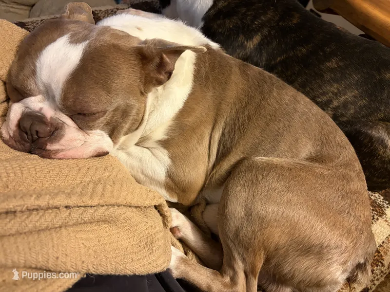 Toby – Boston Terrier puppy for sale in West Union, IL