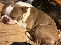 Toby, a male Boston Terrier for sale in West Union, IL – 1 of 1