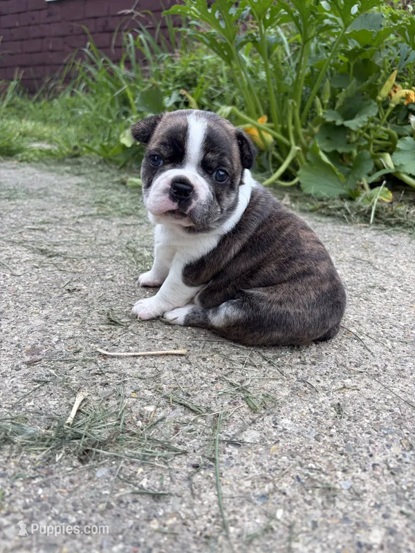 Akc Female – Boston Terrier puppy for sale in West Union, IL