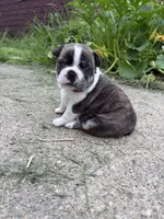 Akc Female, a female Boston Terrier for sale in West Union, IL – 1 of 3