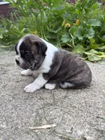 Akc Female, a female Boston Terrier for sale in West Union, IL – 2 of 3