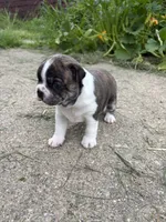 Akc Female, a female Boston Terrier for sale in West Union, IL – 3 of 3