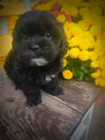 Mo, a male Shihpoo for sale in Albion, MI – 4 of 5