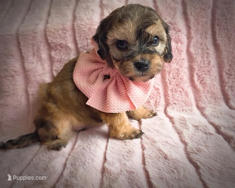 Molly – Cavapoo puppy on hold in Albion, MI