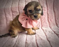 Molly, a female Cavapoo for sale in Albion, MI – Photo 1 of 4