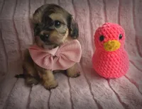 Molly, a female Cavapoo for sale in Albion, MI – Photo 3 of 4