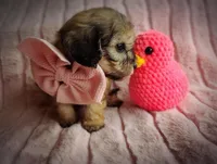 Molly, a female Cavapoo for sale in Albion, MI – Photo 4 of 4