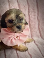 Molly, a female Cavapoo for sale in Albion, MI – Photo 2 of 4