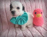 Moo, a female Cavapoo for sale in Albion, MI – Photo 4 of 4