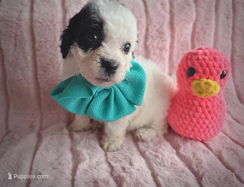 Moo – Cavapoo puppy on hold in Albion, MI