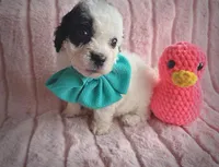 Moo, a female Cavapoo for sale in Albion, MI – Photo 1 of 4