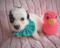 Moo, a female Cavapoo for sale in Albion, MI – Photo 3 of 4