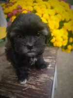 Miney, a female Shihpoo for sale in Albion, MI – 3 of 5