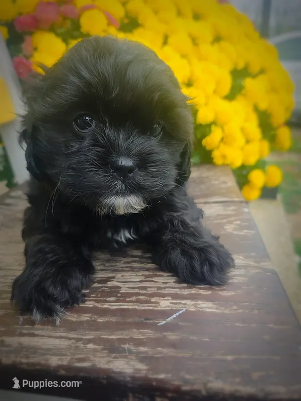 Mo – Shihpoo puppy for sale in Albion, MI