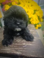 Mo, a male Shihpoo for sale in Albion, MI – 1 of 5