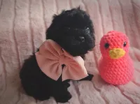 Purr, a female Cavapoo for sale in Albion, MI – Photo 2 of 4