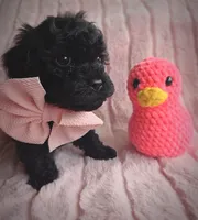 Purr, a female Cavapoo for sale in Albion, MI – Photo 4 of 4