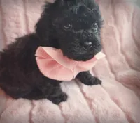 Purr, a female Cavapoo for sale in Albion, MI – Photo 3 of 4