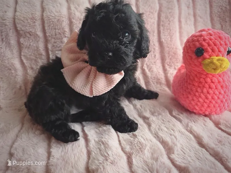 Purr – Cavapoo puppy for sale in Albion, MI