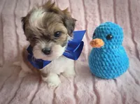 Clyde, a male Shihpoo for sale in Albion, MI – Photo 3 of 4