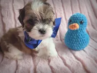 Clyde, a male Shihpoo for sale in Albion, MI – Photo 2 of 4