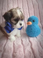 Clyde, a male Shihpoo for sale in Albion, MI – Photo 4 of 4