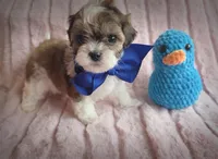 Clyde, a male Shihpoo for sale in Albion, MI – Photo 1 of 4