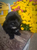 Mo, a male Shihpoo for sale in Albion, MI – 2 of 5