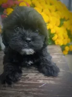 Mo, a male Shihpoo for sale in Albion, MI – 5 of 5