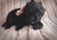 Bonnie, a female Shihpoo for sale in Albion, MI – Photo 1 of 4