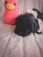 Bonnie, a female Shihpoo for sale in Albion, MI – Photo 4 of 4