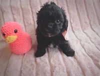 Bonnie, a female Shihpoo for sale in Albion, MI – Photo 2 of 4