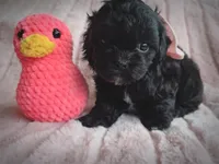 Bonnie, a female Shihpoo for sale in Albion, MI – Photo 3 of 4