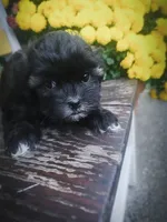 Miney, a female Shihpoo for sale in Albion, MI – 2 of 5