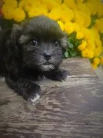 Miney, a female Shihpoo for sale in Albion, MI – 4 of 5